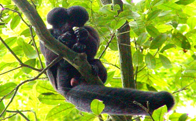 Cuxiú-preto ( Chiropotes satanas)