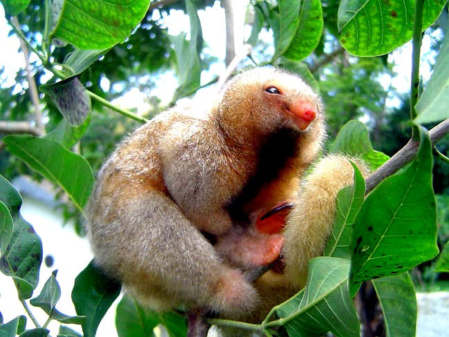 Tamanduai