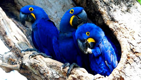 Arara Azul