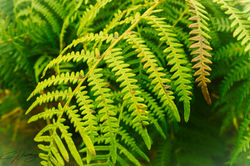 Fern