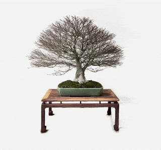 3D Bonsai Scan