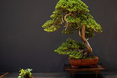 Large Conifer Trees