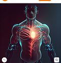 Cardiovascular system diagram