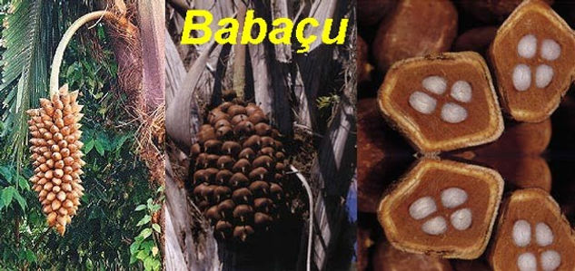 coco babaçu