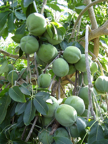 sapota branca