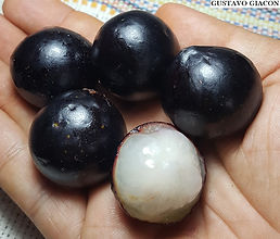 jabuticaba ponhema