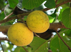 santol fruta