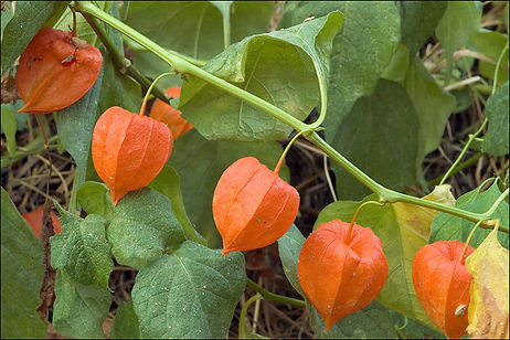 physalis como comer