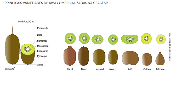variedades kiwi