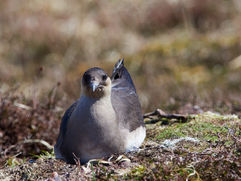 Arctic Skua Seabirds #arcticskua #seabirdphotography #handaisland