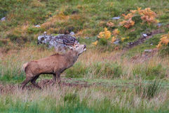 stag red deer #stagscotland #deerphotography #reddeerrut #scottishwildlife