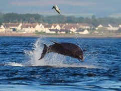 Moray Firth Dolphins #bottlenosedolphins #dolphinsscotland #dolphins #huntingdolphin #salmon #chanonrypoint