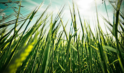 Green Land