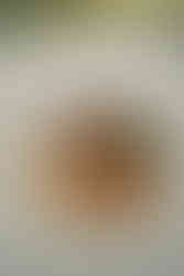 Sissel and Rasmus’ wedding at Mielcke & Hurtigkarl featuring romantic couple portraits, ceremony moments, and joyful celebrations with family and friends.