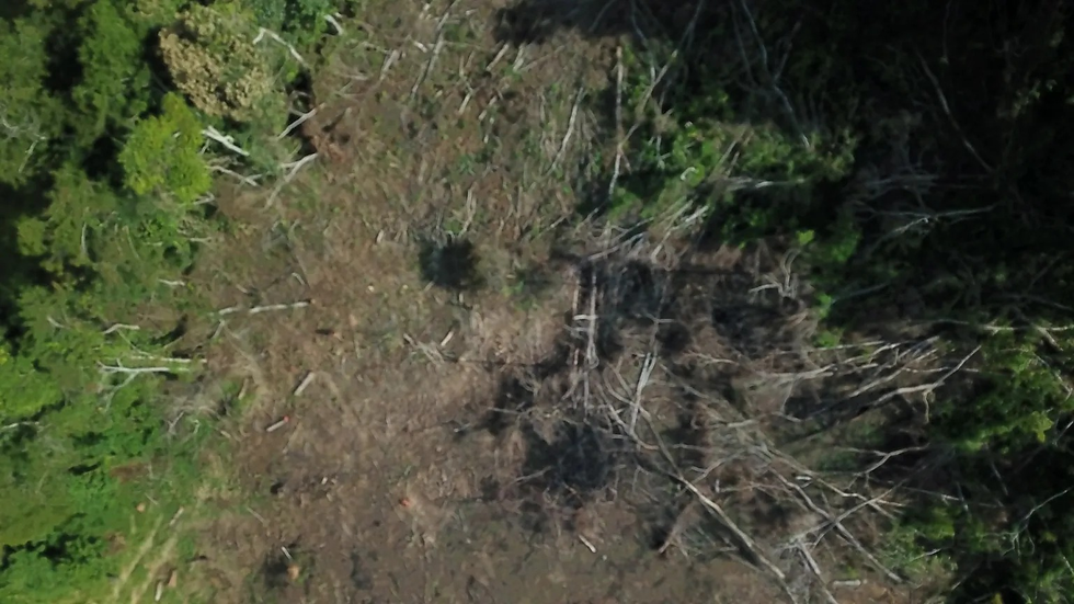 Homem é multado em R$ 117 mil por desmate ilegal