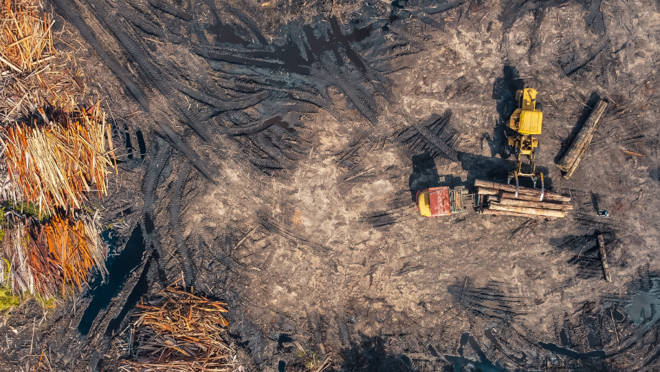 Foto: Banco de Imagens Pexels