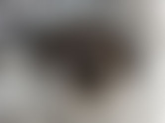 Lei obriga autores de maus-tratos a arcar com custos veterinários em Juiz de Fora