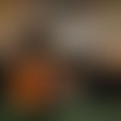 Boost Your Immunity: A Complete Guide to Immune System Support