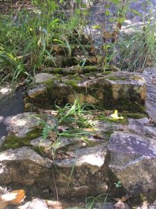 Mossy steps
