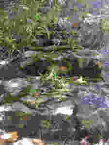 Mossy steps
