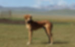 Taigan, Kyrgyz Borzoi