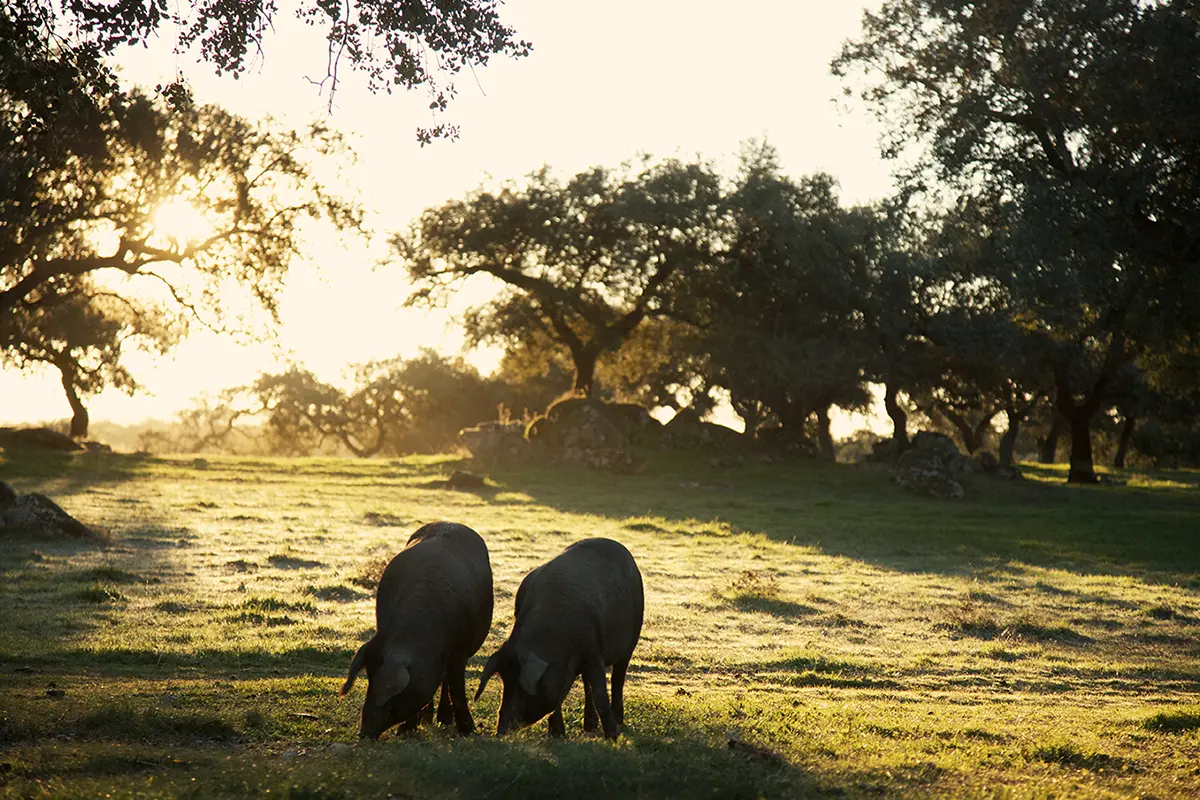 Mastermind - Entrevista a Rocío Osborne