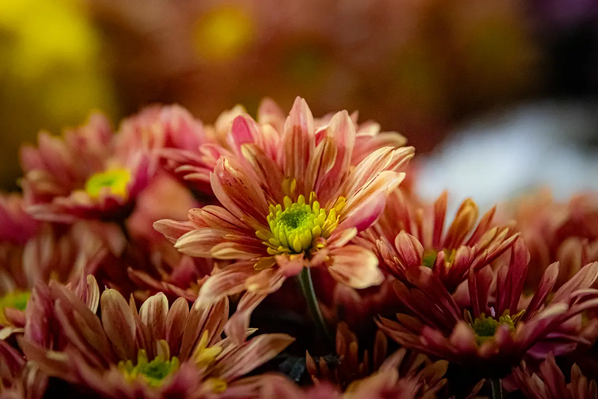 Fundación Casa de México celebra la primavera por todo lo alto