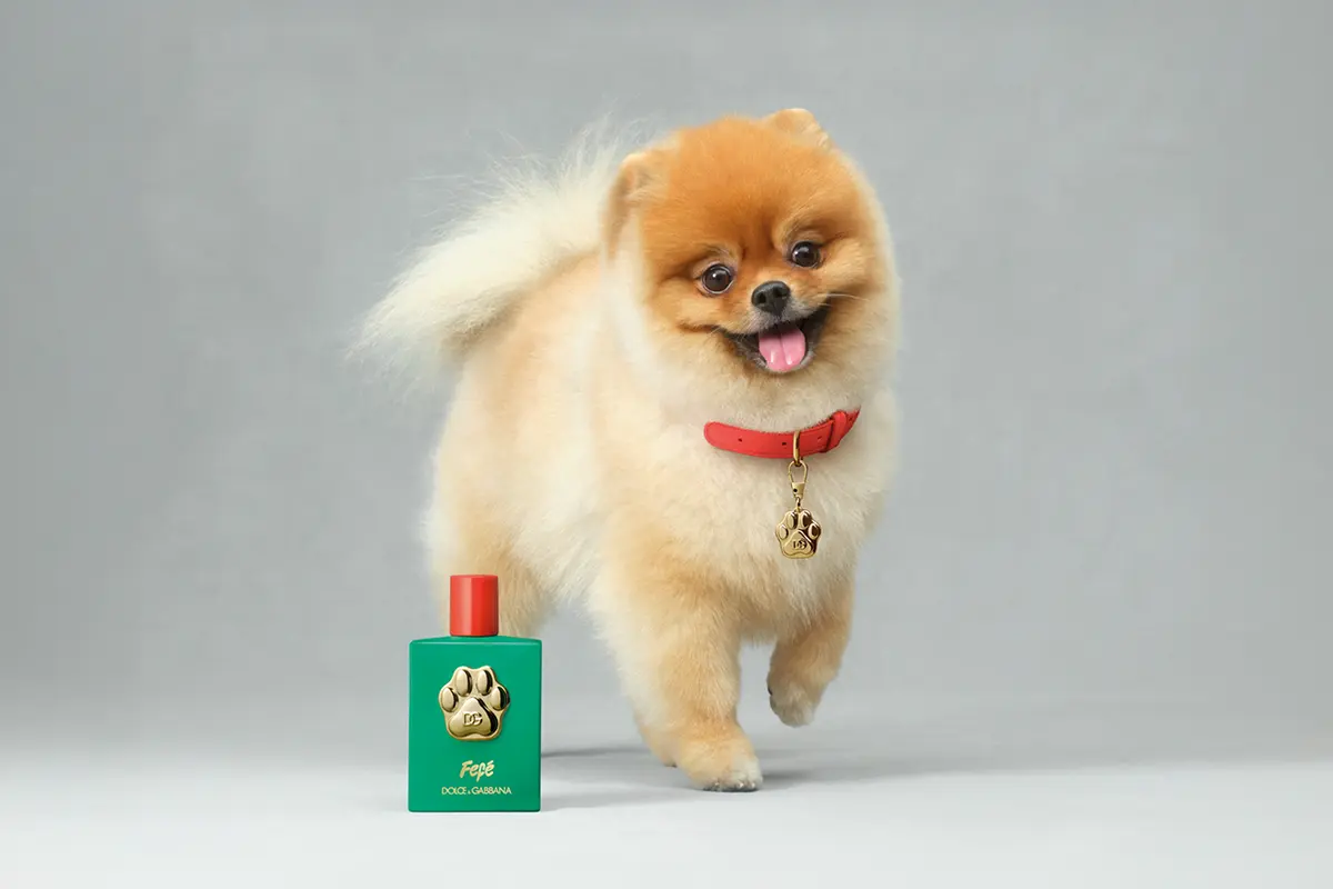 DG - DOLCE & GABBANA - PERFUME FEFE - FRAGANCIA PARA PERROS - PERFUME PARA PERROS - PERFUME MASCOTAS - PERFUME DG - PERFUME DG PERROS