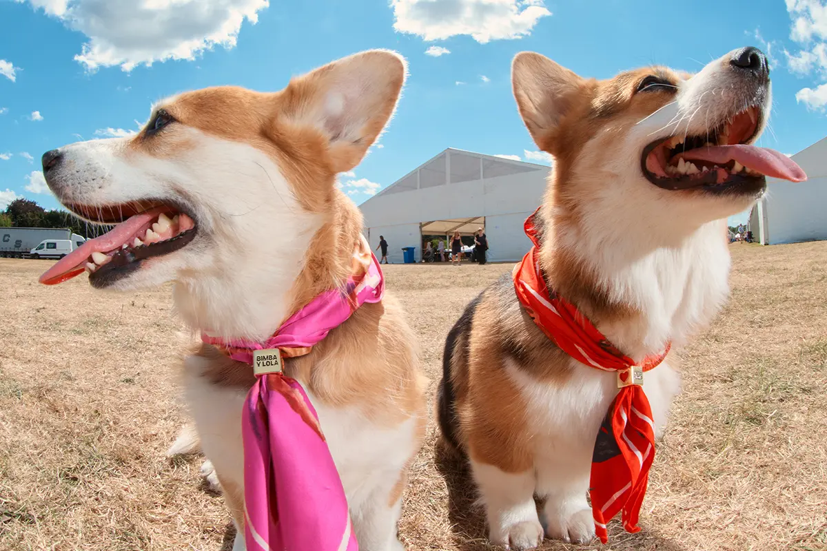 perros