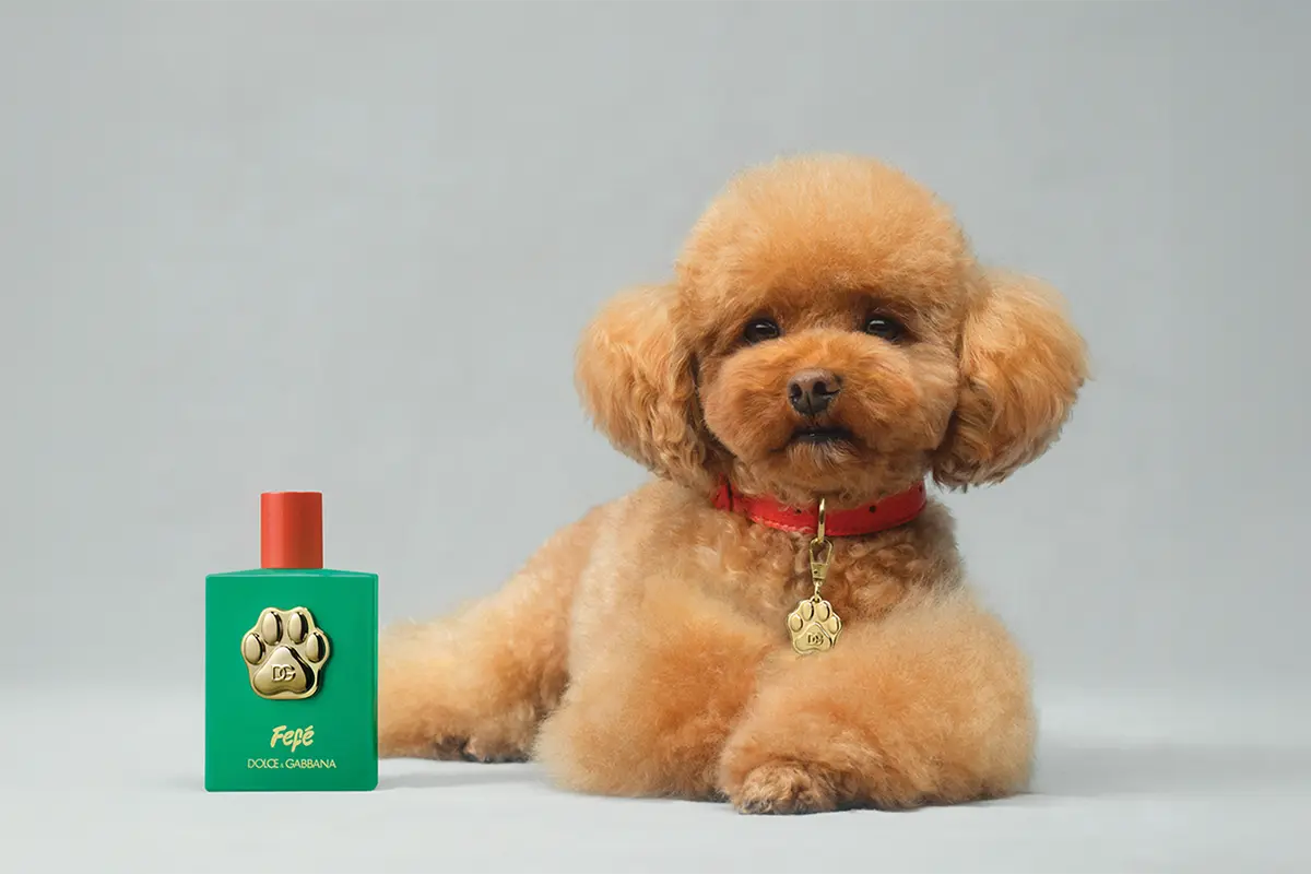 DG - DOLCE & GABBANA - PERFUME FEFE - FRAGANCIA PARA PERROS - PERFUME PARA PERROS - PERFUME MASCOTAS - PERFUME DG - PERFUME DG PERROS