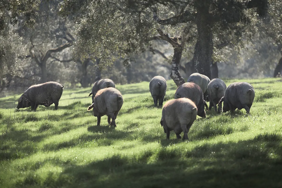 Guarro. Señorío de Montanera