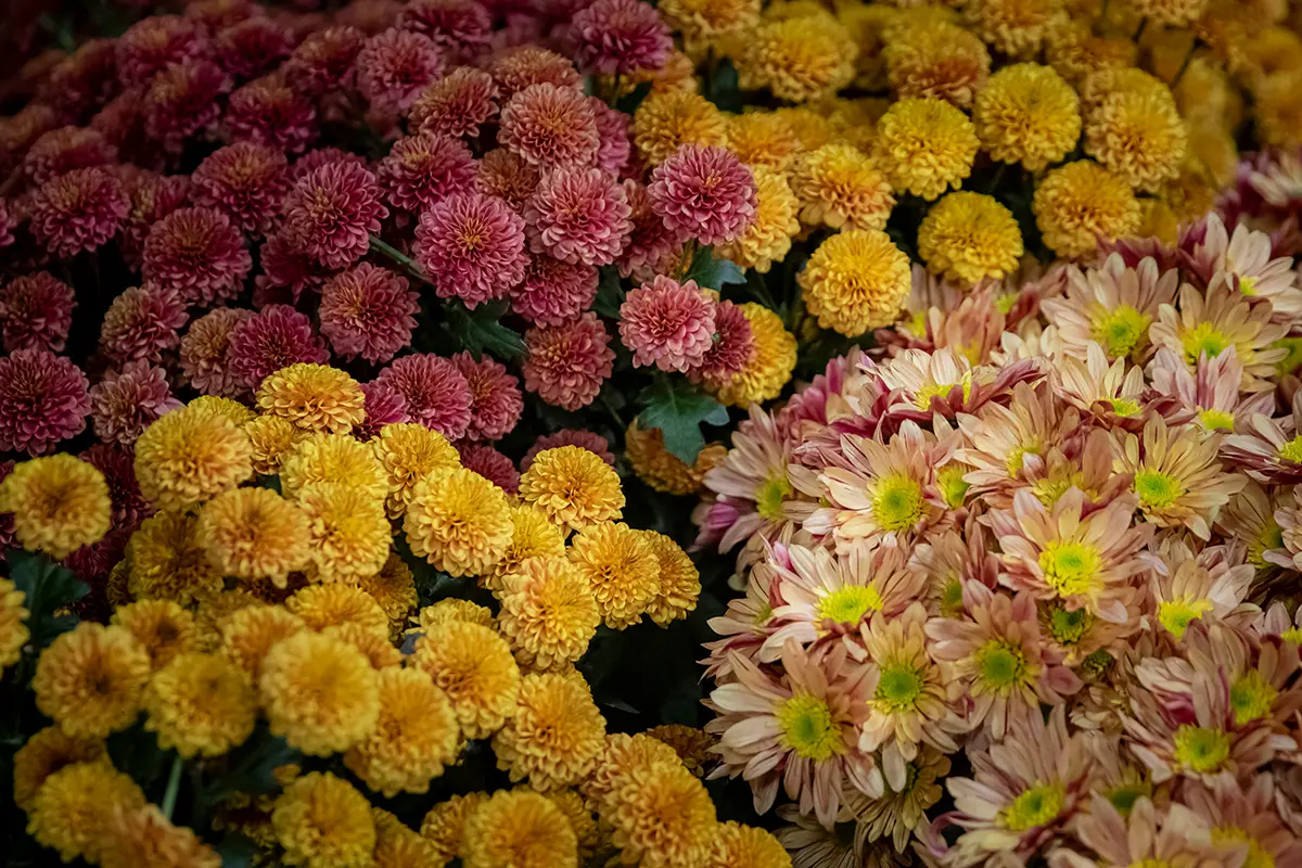 Fundación Casa de México celebra la primavera por todo lo alto