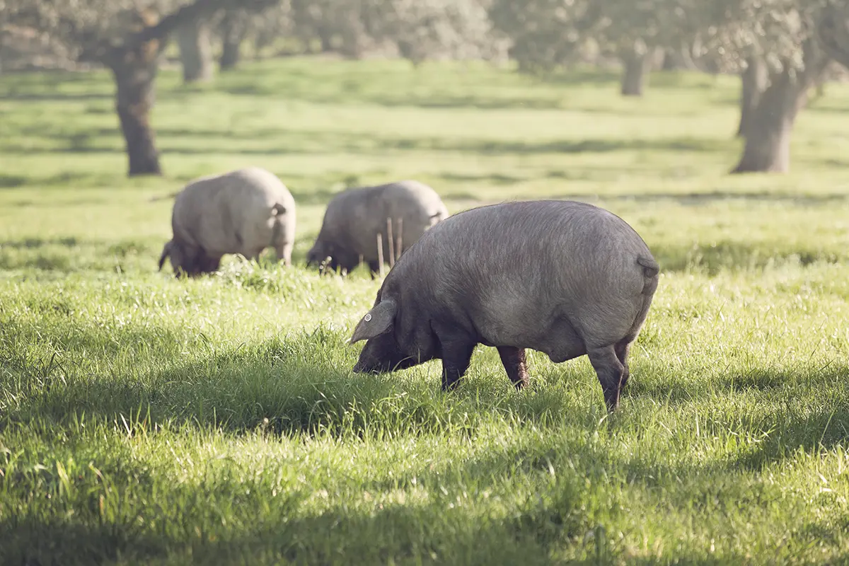 Guarro. Señorío de Montanera