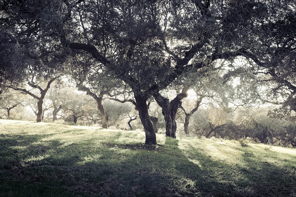 Guarro. Señorío de Montanera