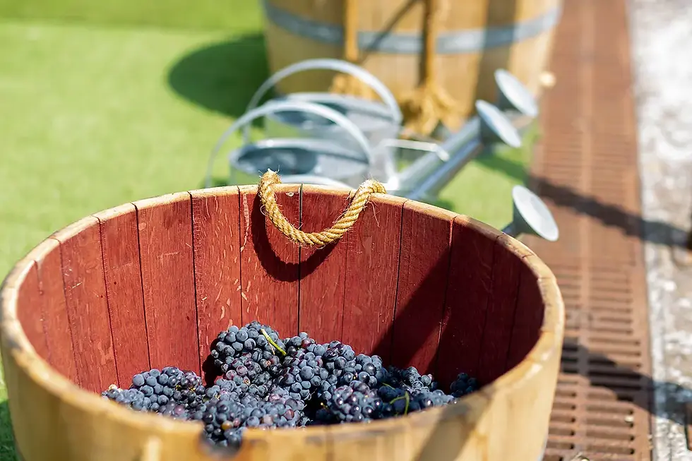 Enoturismo, el viaje en el mes del vino