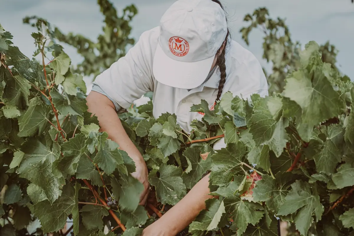 MARQUÉS DE MURRIETA