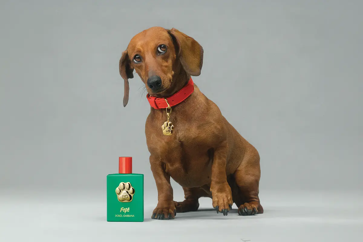 DG - DOLCE & GABBANA - PERFUME FEFE - FRAGANCIA PARA PERROS - PERFUME PARA PERROS - PERFUME MASCOTAS - PERFUME DG - PERFUME DG PERROS
