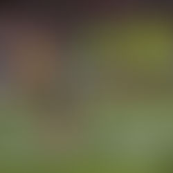 Super Rugby: Definidos los cuartos de final.