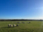 sheep grazing in field.jpg