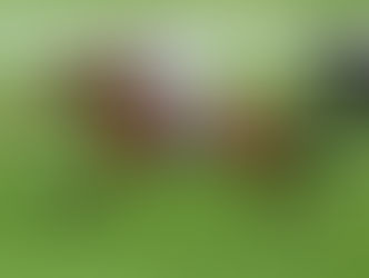 Additional victories for our freshman sires