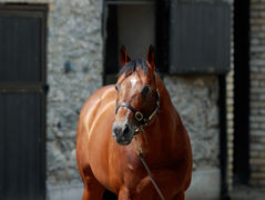Prolifique semaine pour les deux ans de Mehmas