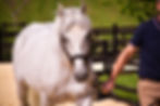 Mister Ginoux captured at Haras de Thouars