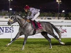 New exciting results for our stallions and homebreds