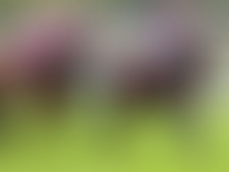 Wooded, G1 winning son of Wootton Bassett retires to Haras de Bouquetot