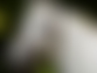 4ème G1 en vingt jours pour Al Mourtajez