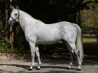 Homebred Shaihaan is a new debut winner for Al Mourtajez