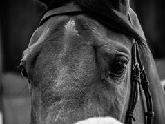 ARQANA Purebred Arabian Sale