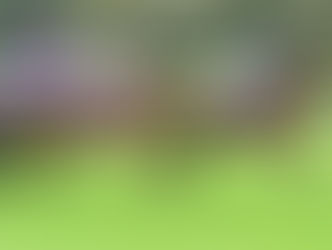 Group 1 glory for Shalaa