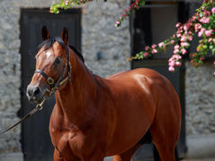 Group victory for Mehmas