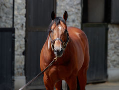 Performances de Stakes pour Mehmas & Toronado